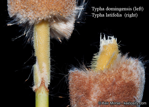 Image of broadleaf cattail