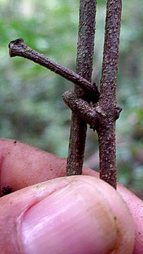 Слика од Tontelea mauritioides (A. C. Sm.) A. C. Sm.