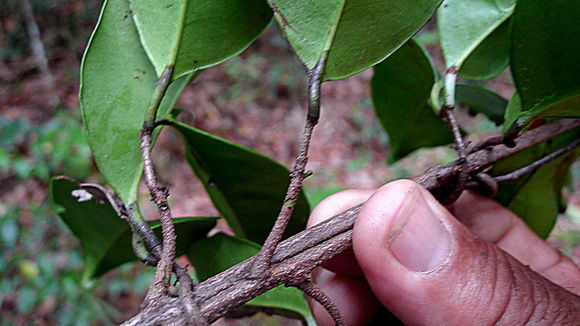 Tontelea mauritioides (A. C. Sm.) A. C. Sm.的圖片