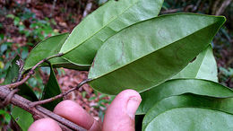 Image of Tontelea mauritioides (A. C. Sm.) A. C. Sm.