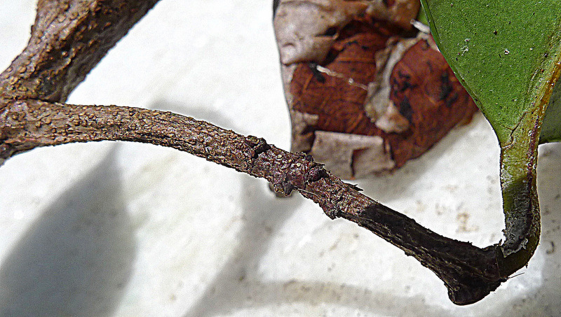 Tontelea mauritioides (A. C. Sm.) A. C. Sm.的圖片