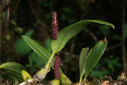 Image of bulbophyllum