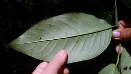 Image of Piper arboreum Aubl.
