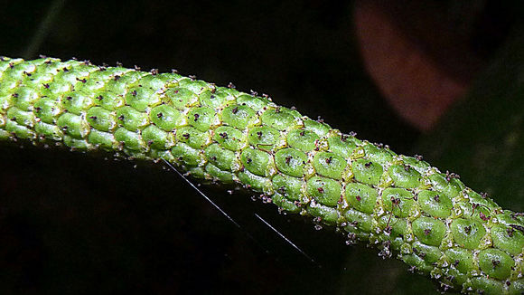 Слика од Piper arboreum Aubl.