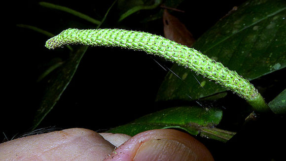 Image of Piper arboreum Aubl.