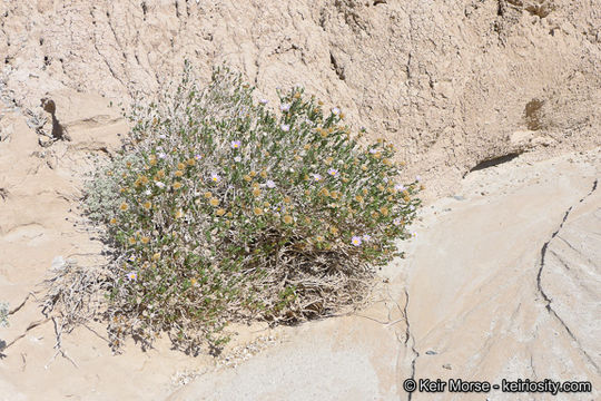 Image of Orcutt's aster