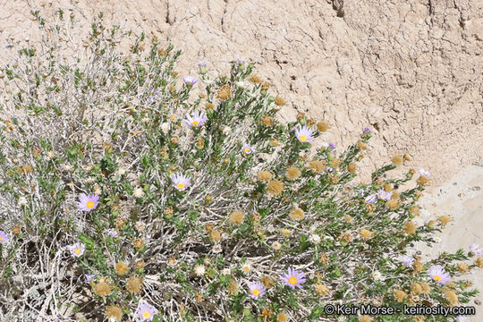 Image of Orcutt's aster