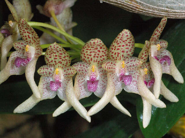 Image of bulbophyllum