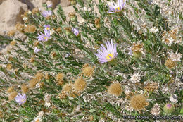 Image of Orcutt's aster