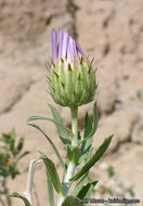 Image of Orcutt's aster