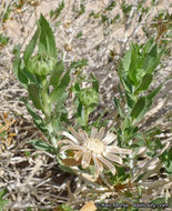 Image of Orcutt's aster