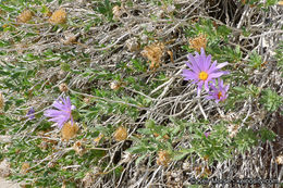 Image of Orcutt's aster