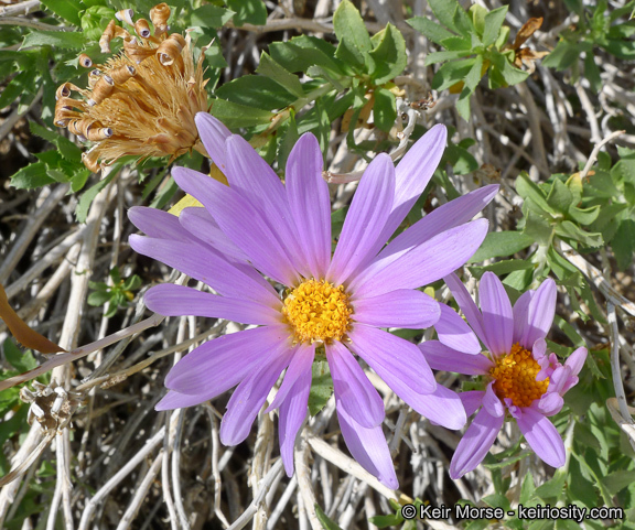 Image of Orcutt's aster