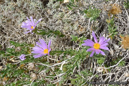 Image of Orcutt's aster