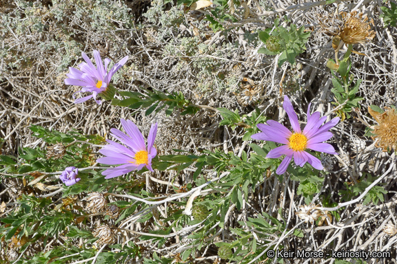 Image de Xylorhiza orcuttii (Vasey & Rose) Greene