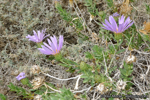 Image of Orcutt's aster