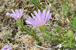 Image of Orcutt's aster