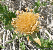 Image of Orcutt's aster