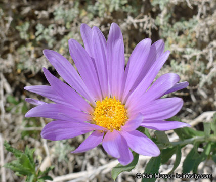 Image of Orcutt's aster