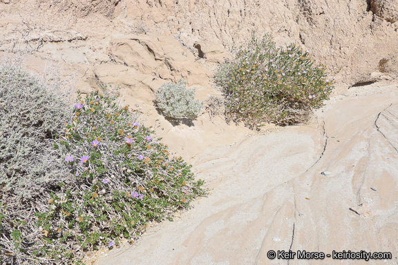 Image of Orcutt's aster