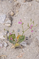 Image of broad-leaf gilia