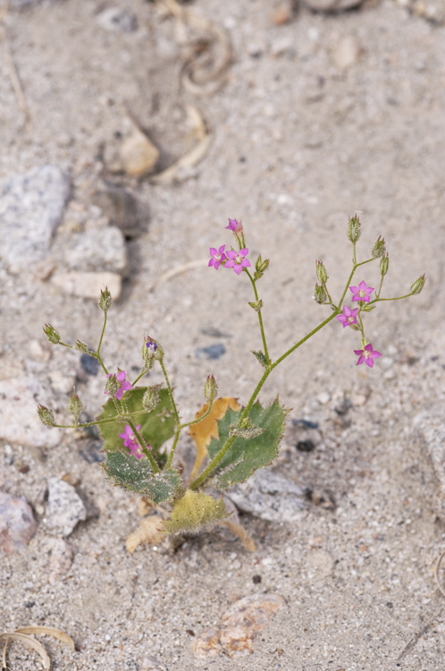 Image of broad-leaf gilia