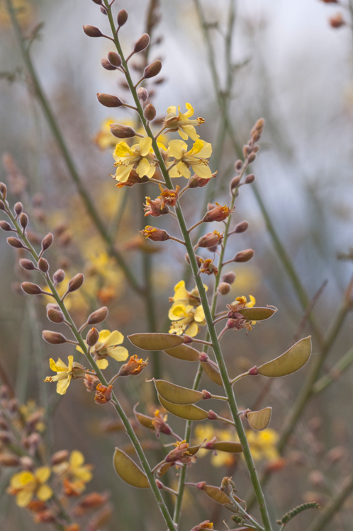 Plancia ëd Hoffmannseggia microphylla Torr.