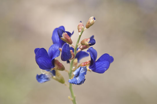 Image de Psorothamnus spinosus (A. Gray) Barneby