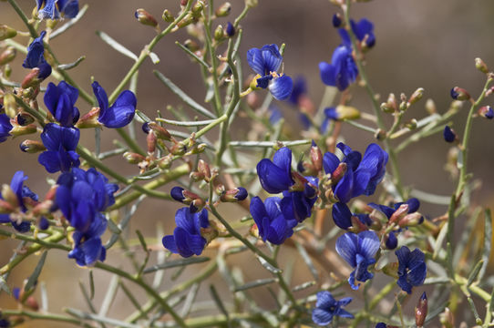 Sivun Psorothamnus spinosus (A. Gray) Barneby kuva