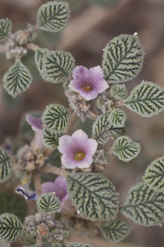 Слика од Tiquilia plicata (Torr.) A. Richards.