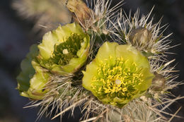 Image de Cylindropuntia echinocarpa (Engelm. & J. M. Bigelow) F. M. Knuth