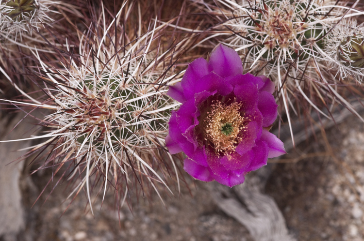 Image of Engelmann's hedgehog cactus