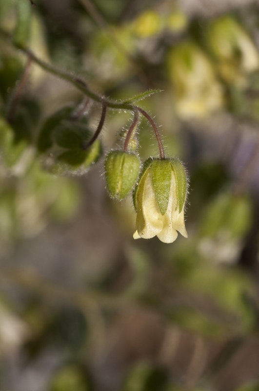 صورة Emmenanthe penduliflora Benth.