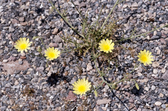 Imagem de Calycoseris parryi A. Gray