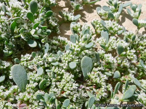 Plancia ëd Achyronychia cooperi A. Gray