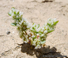 Plancia ëd Achyronychia cooperi A. Gray