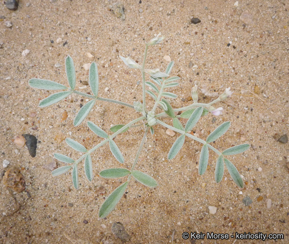 Image of annual desert milkvetch