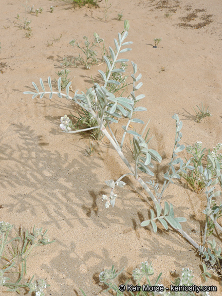 Image of annual desert milkvetch