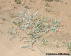 Image of annual desert milkvetch