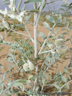 Image of annual desert milkvetch