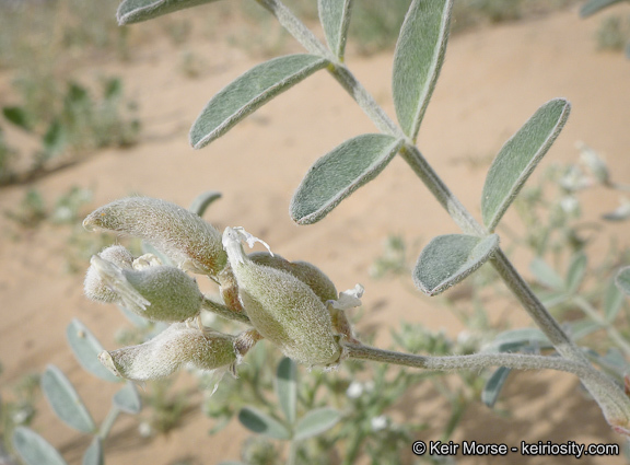 Image of annual desert milkvetch