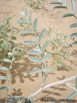 صورة Astragalus aridus A. Gray