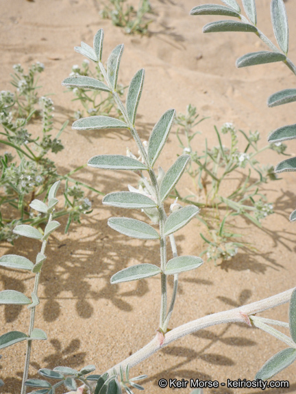 Image of annual desert milkvetch