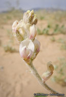 Image of annual desert milkvetch