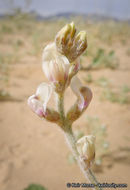 Image of annual desert milkvetch