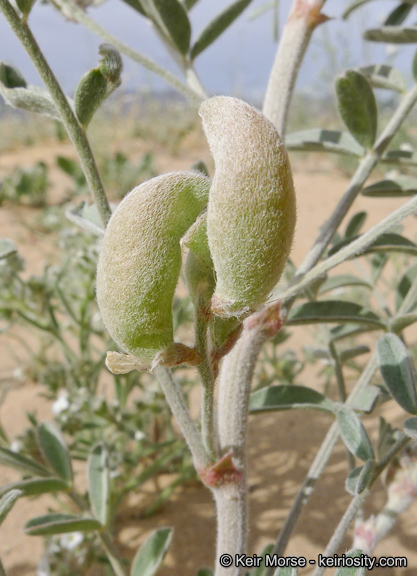 Image of annual desert milkvetch