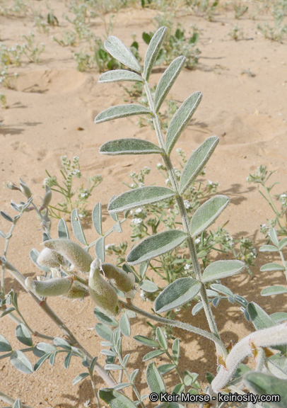 Image of annual desert milkvetch