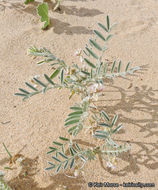 Image of annual desert milkvetch