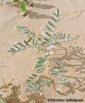 صورة Astragalus aridus A. Gray