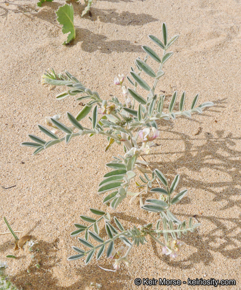 Image of annual desert milkvetch